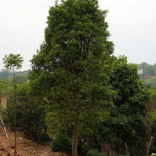 杜英树苗的“家”在哪里