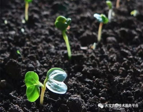 圆叶猪屎豆喜温暖湿润，抗逆性强