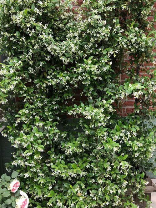 南方北方， 各有各的养花秘诀