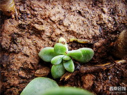 咯菌腈：阳台种菜新帮手？