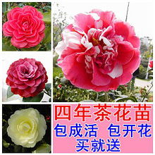 红橙白黄，木香中哪一种梗配？