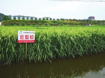 荸荠种植的种子需求