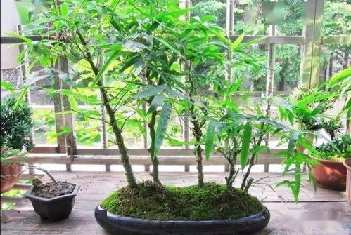 什么时候用灌根呢？