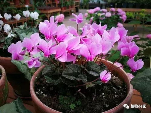 为什么你买的花总活不过冬天？