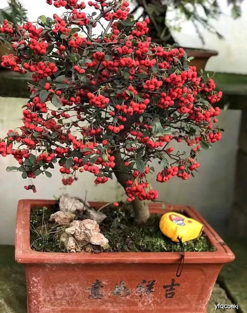 施肥三不要，避免果树“生病”