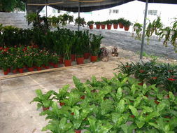 网上订花服务了解一下