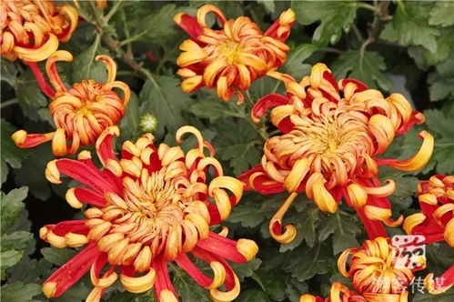 菊花的颜色之谜