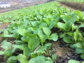 农民伯伯的福音：平安使用4-羟基百菌清