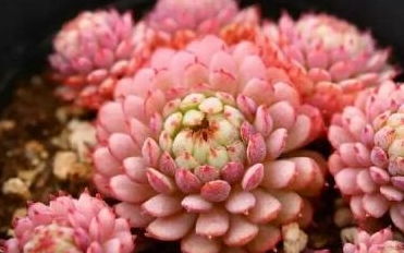天人菊毒性如何解析？请提供天人菊安全养护指南