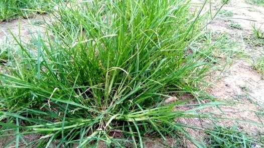 肟菌酯戊唑醇：作物病害的克星