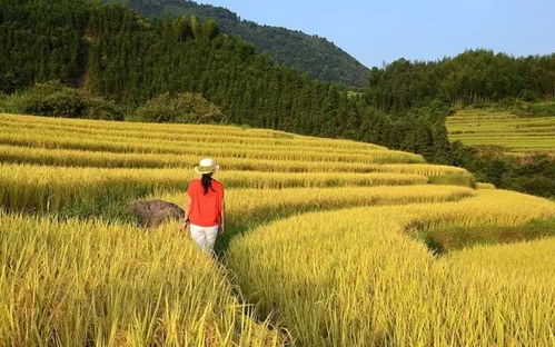 绿肥三剑客：紫云英+苕子+油菜