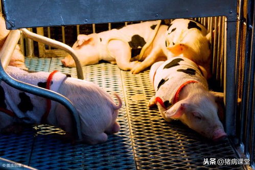 子猪早期断奶技术与管理要点