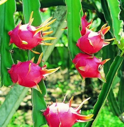 淘米水浇火龙果，植物营养快车道！