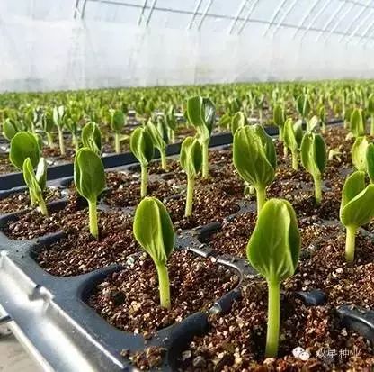 那百菌清是个啥东东？