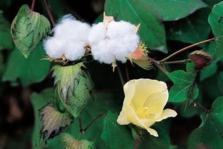新疆棉花打顶成功，指棉花植株顶端形成花蕾