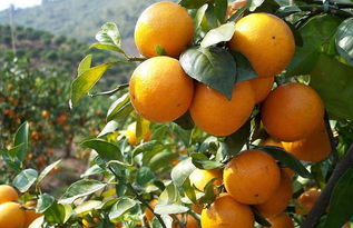 柑橘病虫害防治， 这些农药你试试