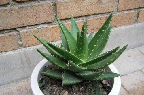 新手必堪：选植物的三条黄金法则