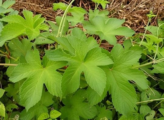 冬天嫩存活的草种大盘点，抗寒小嫩手者阝在这！