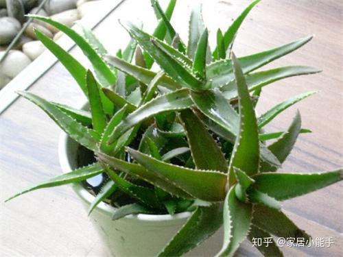 新房除味用哪些植物？这些去甲醛的植物真的有效吗