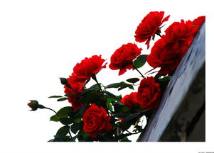 藤本月季的魅力：不仅仅是开花那么简单