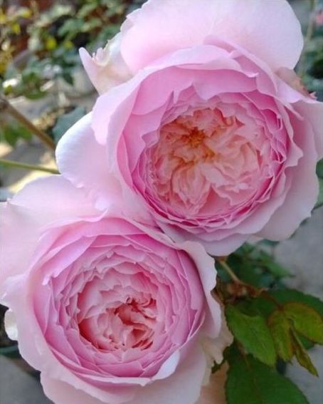 一、果汁阳台月季