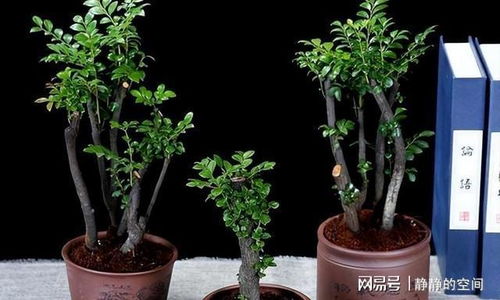 小叶紫檀9月浇水，如何把握浇水量