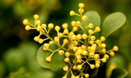 买营养土种植的米兰， 保证开花特bie香