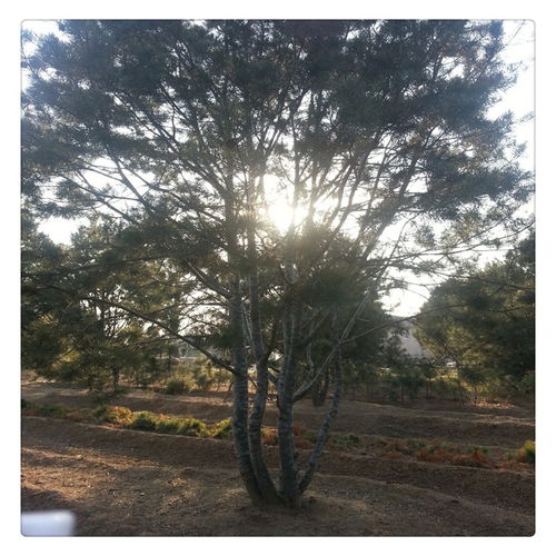 白皮松树冠的奇特形状