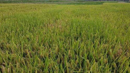 苯醚甲环唑：用途广泛