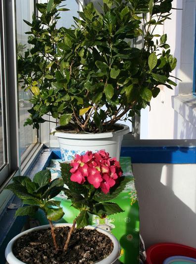 开封花农的种植账本揭示真相：