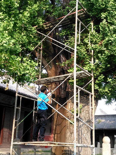 树体支撑与虫害防治