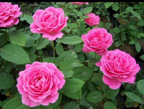 经典大花月季品种介绍