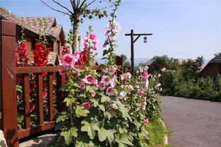 园林植物的配置要点