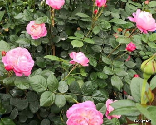 月季养护小窍门：土壤的秘密武器