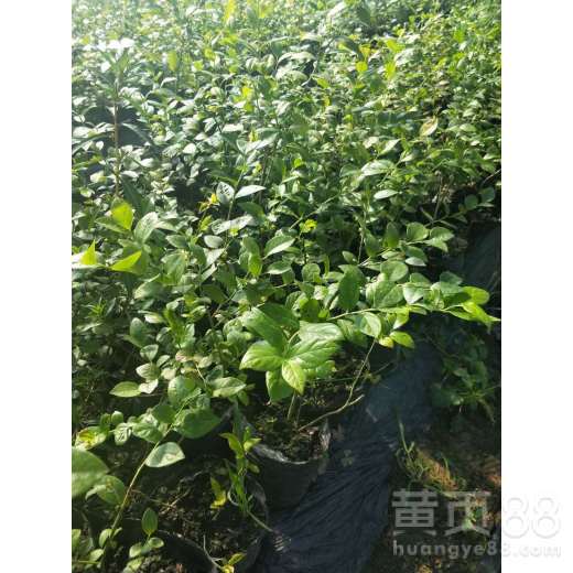蓝莓树苗最佳种植时间是什么时候？种植蓝莓苗需要遵循哪些步骤