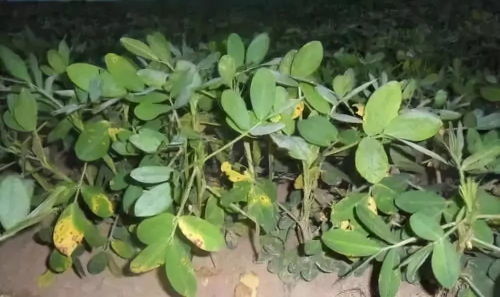 花生缺铁的应对措施