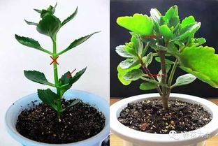 长寿花叶子太多怎么办？如何巧妙修剪