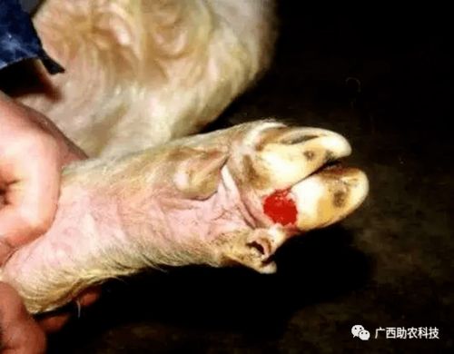 华北猪场O型口蹄疫疫苗免疫效果评估