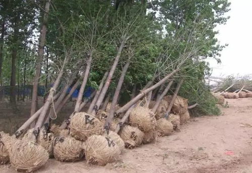 园林中的带刺树木：美与实用的结合