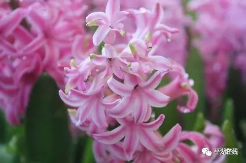球根花冬季如何保存？