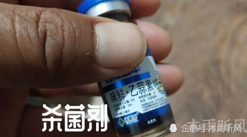 葫芦霜霉病的样子