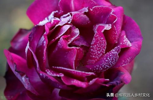 月季花黑根的原因分析