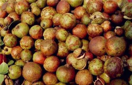 2018年种油茶国家优惠政策与补贴标准揭秘