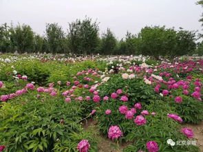 芍药施肥，科学管理