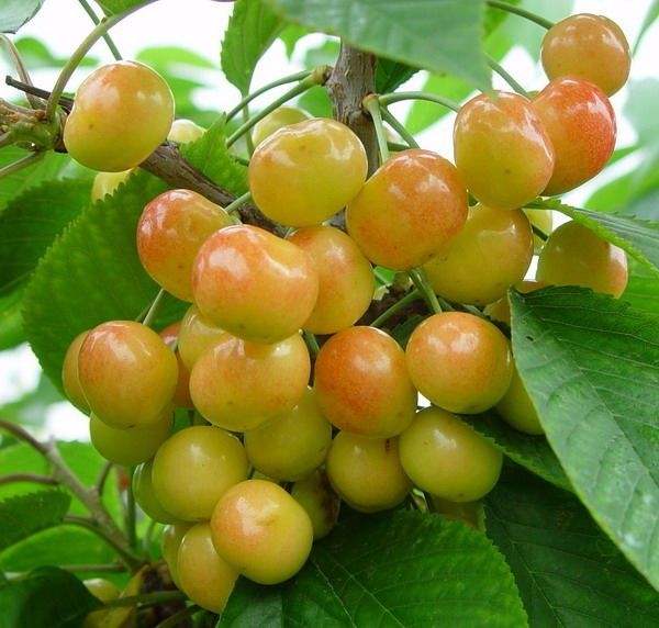 樱桃种植：7月播种，种子嫩否顺利存活？