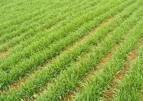 小麦出苗后的除草剂选择与施用时机揭秘