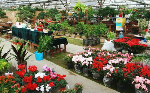 鸡西庭院适合种植哪些花卉？市花市树候选品种有哪些