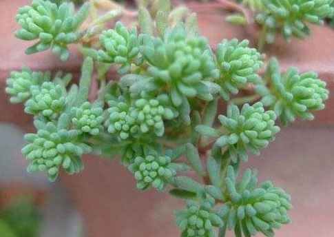 如何养护薄雪万年草：快速增肥技巧揭秘