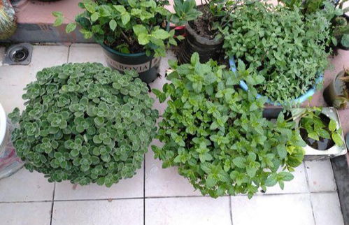 夏日阳台，植物界的狂欢