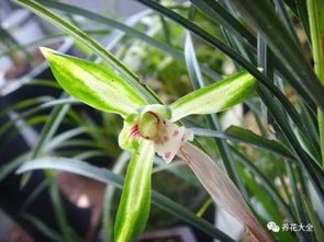 兰花养护中,浇水是关键环节